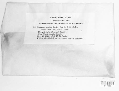 Antrodia albida image